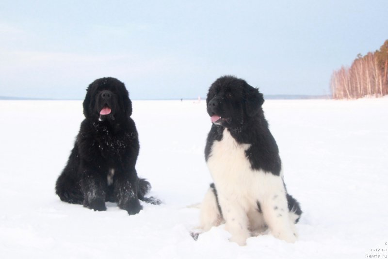 Фото: ньюфаундленд Akvian Song Kiss from Rouz (Аквиан Сонг Кисс Фром Роуз), ньюфаундленд Akvian Song Lars Berger (Аквиан Сонг Ларс Бергер)