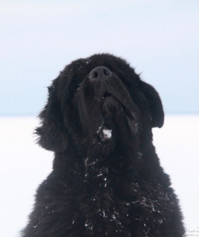 Фото: ньюфаундленд Akvian Song Lars Berger (Аквиан Сонг Ларс Бергер)