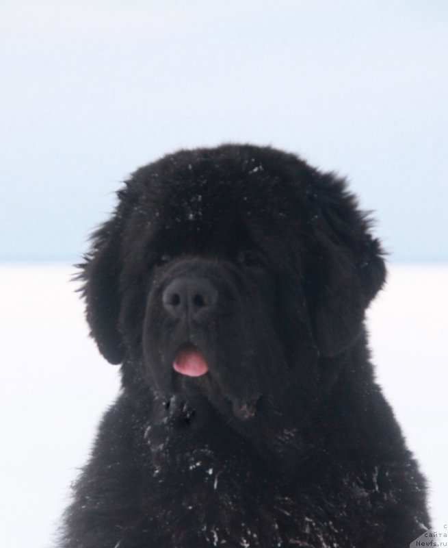 Фото: ньюфаундленд Akvian Song Lars Berger (Аквиан Сонг Ларс Бергер)