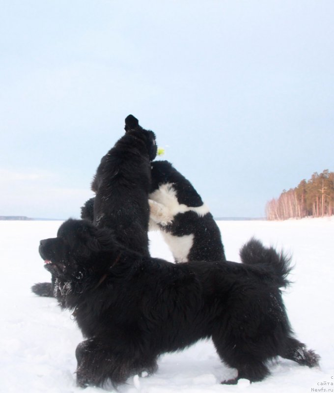 Фото: ньюфаундленд Izumrud Moey Dushi (Изумруд Моей Души)
