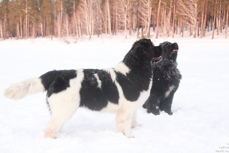 Фото: ньюфаундленд Akvian Song Kiss from Rouz (Аквиан Сонг Кисс Фром Роуз)
