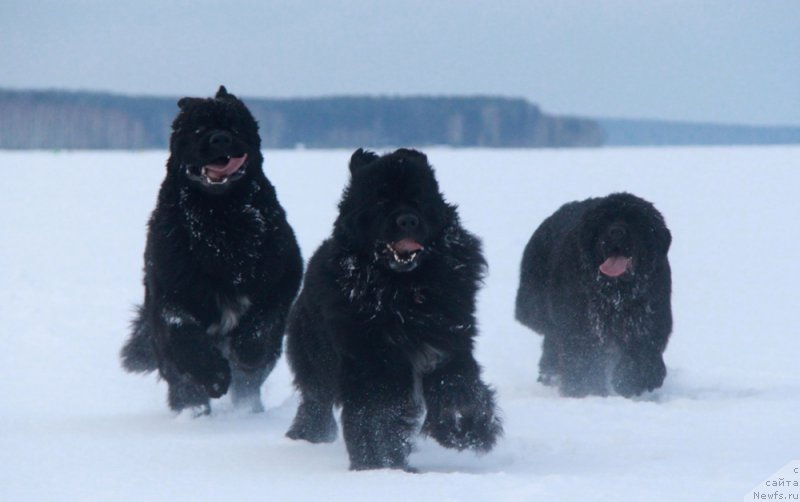 Фото: ньюфаундленд Akvian Song Lars Berger (Аквиан Сонг Ларс Бергер), ньюфаундленд Izumrud Moey Dushi (Изумруд Моей Души), ньюфаундленд Akvian Song Lavatera (Аквиан Сонг Лаватера)