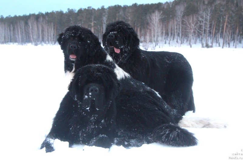 Фото: ньюфаундленд Akvian Song Lars Berger (Аквиан Сонг Ларс Бергер), ньюфаундленд Akvian Song Kiss from Rouz (Аквиан Сонг Кисс Фром Роуз), ньюфаундленд Akvian Song Lavatera (Аквиан Сонг Лаватера)