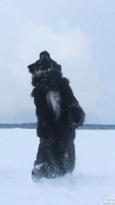 Фото: ньюфаундленд Izumrud Moey Dushi (Изумруд Моей Души)