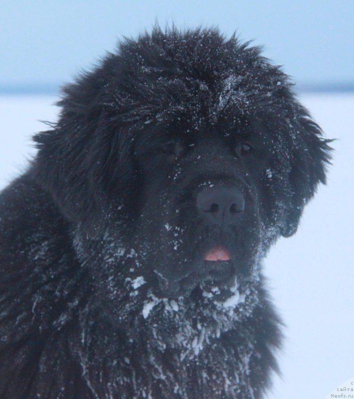 Фото: ньюфаундленд Akvian Song Lavatera (Аквиан Сонг Лаватера)