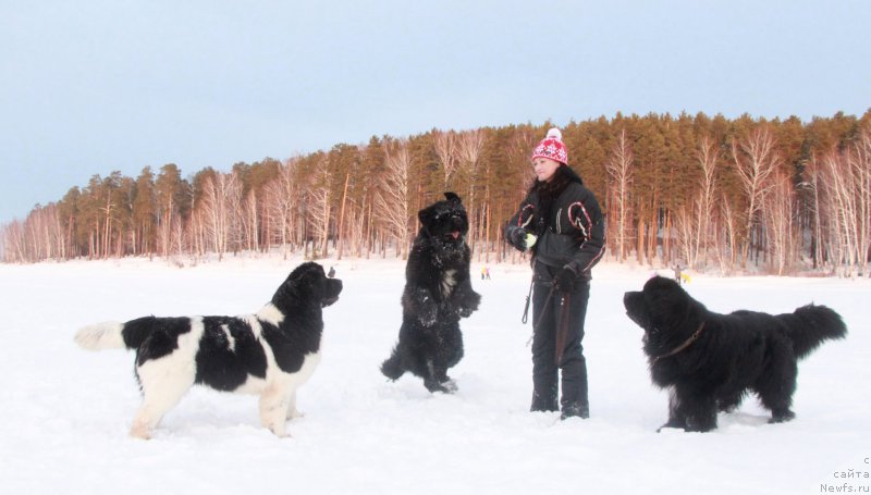 Фото: ньюфаундленд Akvian Song Lavatera (Аквиан Сонг Лаватера), ньюфаундленд Akvian Song Kiss from Rouz (Аквиан Сонг Кисс Фром Роуз), Elena Popova (Елена Попова)