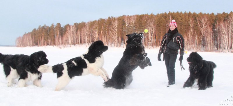 Фото: ньюфаундленд Akvian Song Lavatera (Аквиан Сонг Лаватера), ньюфаундленд Akvian Song Kiss from Rouz (Аквиан Сонг Кисс Фром Роуз), ньюфаундленд Izumrud Moey Dushi (Изумруд Моей Души), ньюфаундленд Super Premium Zippi Senseyshen (Супер Премиум Зиппи Сенсейшен)
