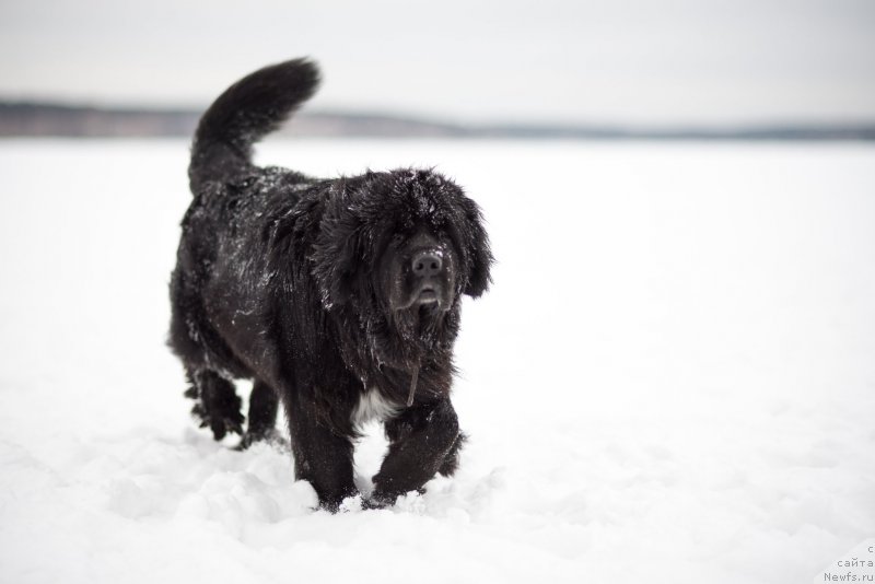 Фото: ньюфаундленд Bianka Vayt Pyerl (Бианка Вайт Пэрл)