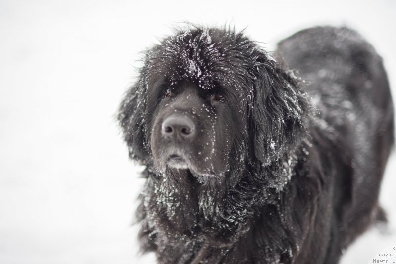 Фото: ньюфаундленд Bianka Vayt Pyerl (Бианка Вайт Пэрл)