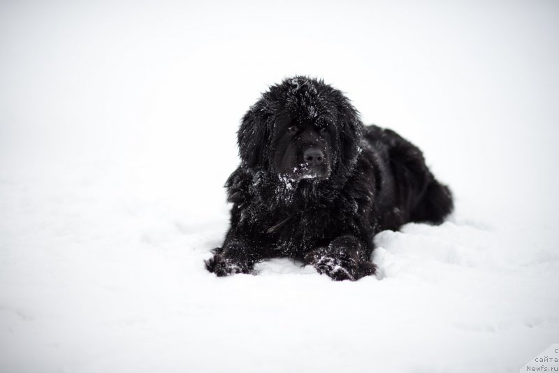 Фото: ньюфаундленд Bianka Vayt Pyerl (Бианка Вайт Пэрл)