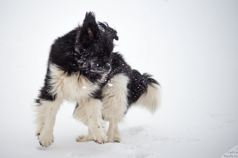 Фото: ньюфаундленд Super Premium Zippi Senseyshen (Супер Премиум Зиппи Сенсейшен)