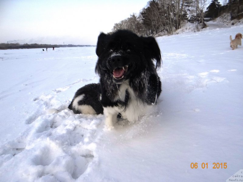 Фото: ньюфаундленд Fiamettahauz Pretti Drim (Фиаметтахауз Претти Дрим)