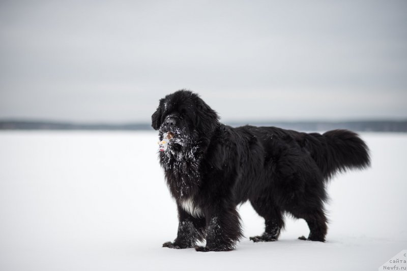 Фото: ньюфаундленд Izumrud Moey Dushi (Изумруд Моей Души)