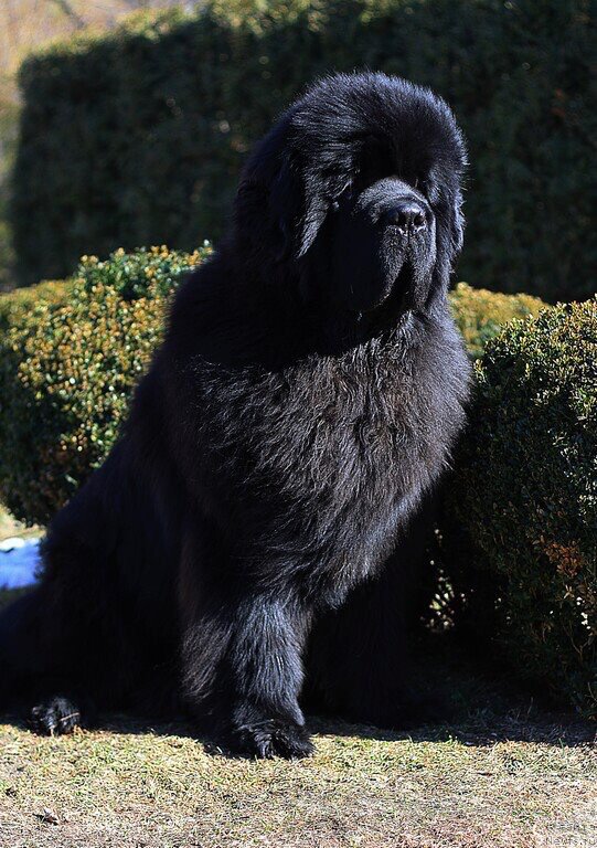 Фото: ньюфаундленд El Perro Askado