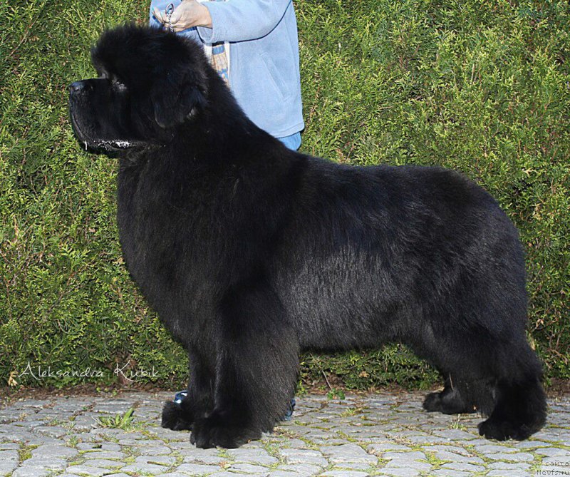 Фото: ньюфаундленд El Perro Askado