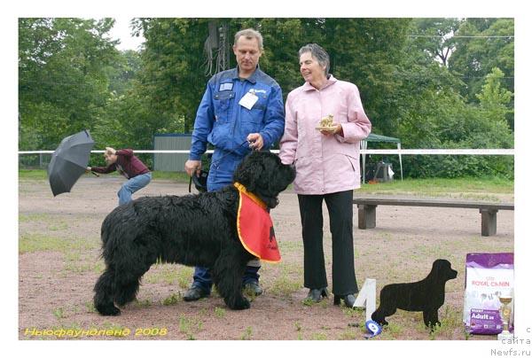 Фото: ньюфаундленд Plushevaya Panda Alex Show (Плюшевая Панда Алекс Шоу)