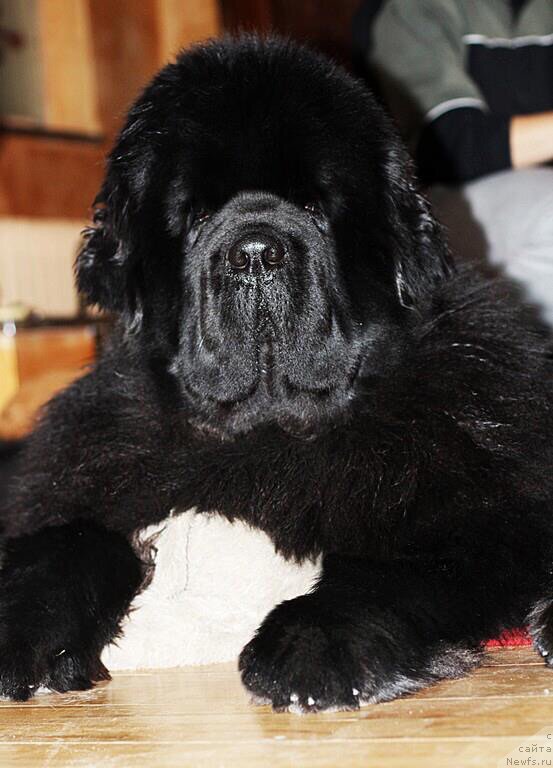 Фото: ньюфаундленд El Perro Askado