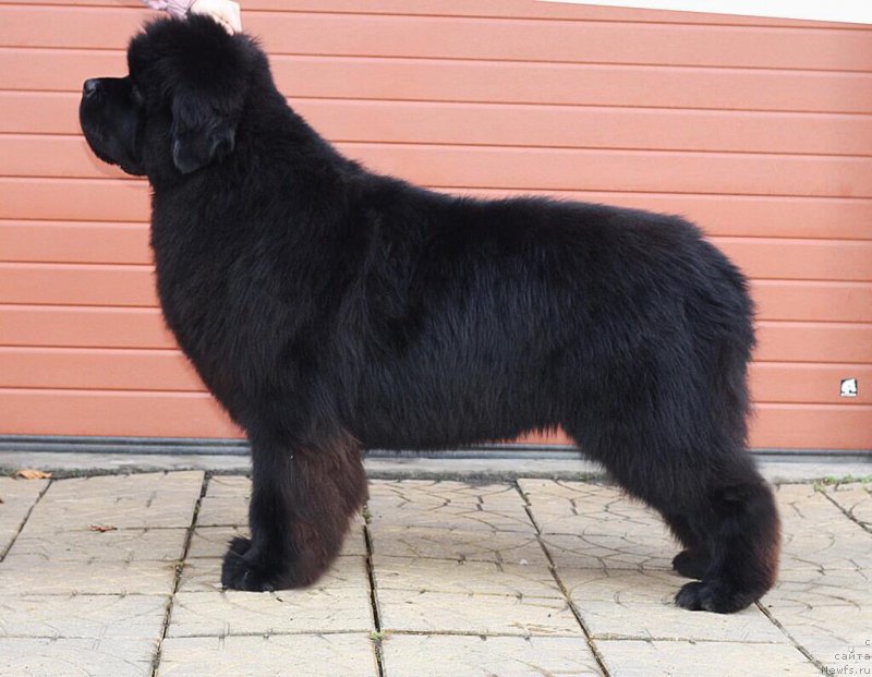 Фото: ньюфаундленд El Perro Askado