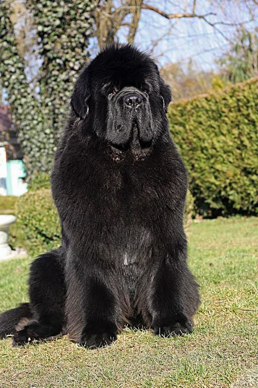 Фото: ньюфаундленд El Perro Askado