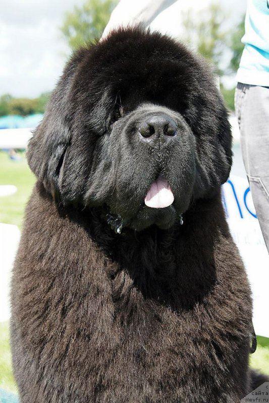 Фото: ньюфаундленд El Perro Askado