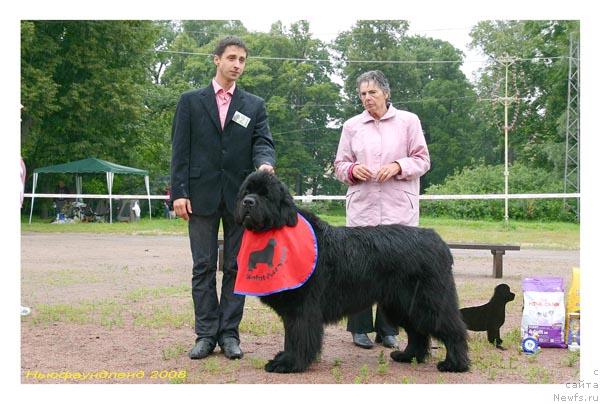 Фото: ньюфаундленд Smigar Ieremiya Ivent Magik (Смигар Иеремия Ивент Магик)