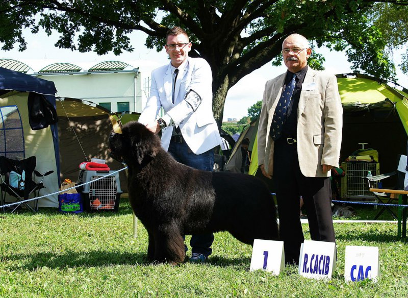 Фото: ньюфаундленд El Perro Askado