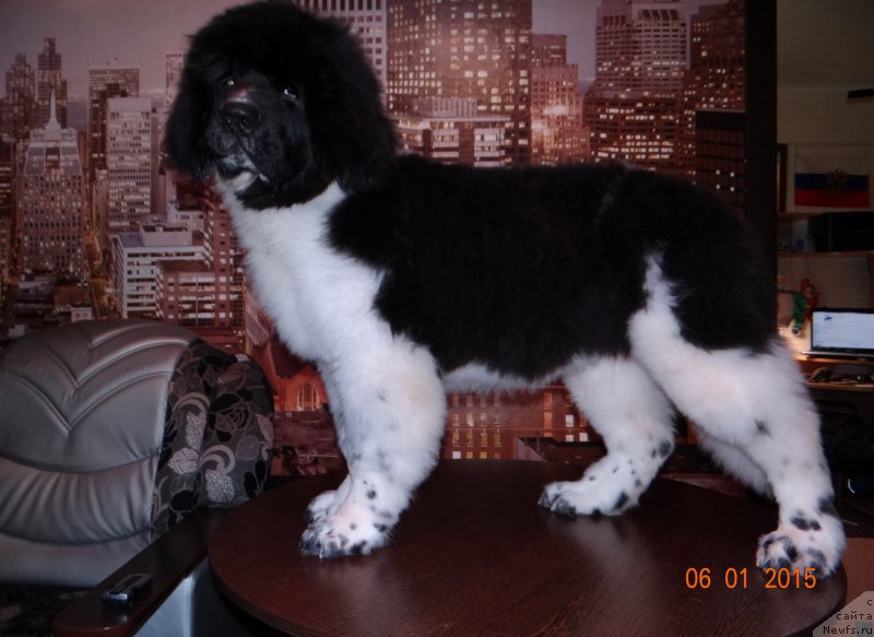 Фото: ньюфаундленд Beatris B'yutiful ot Sibirskogo Medvedya (Беатрис Бьютифул от Сибирского Медведя)