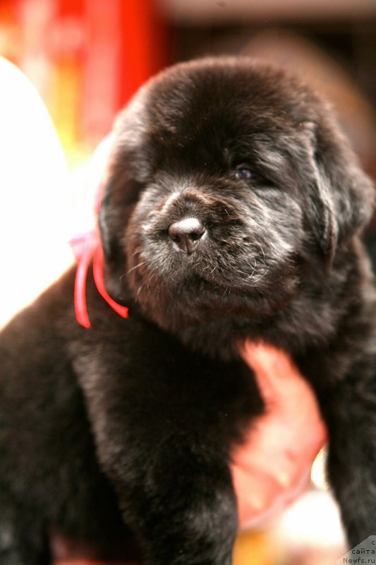 Фото: ньюфаундленд Love Inside Your Soul Moon Bear (Love Inside Your Soul Moon Bear)