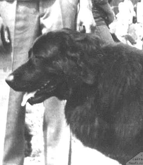 Фото: ньюфаундленд Urika (Урика)