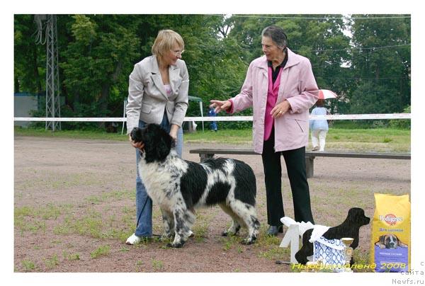 Фото: ньюфаундленд Plyushevaya Panda Ledi Gamil'ton (Плюшевая Панда Леди Гамильтон)