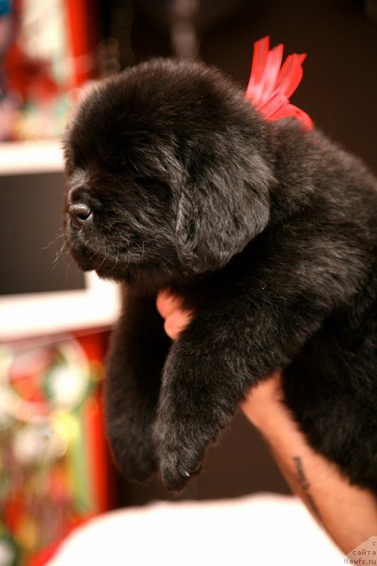 Фото: ньюфаундленд Love Inside Your Soul Moon Bear (Love Inside Your Soul Moon Bear)