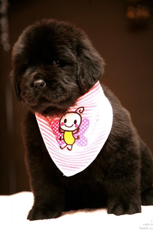 Фото: ньюфаундленд Love Inside Your Soul Moon Bear (Love Inside Your Soul Moon Bear)