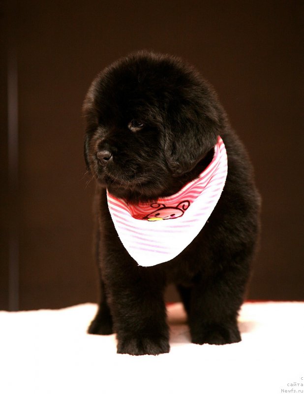 Фото: ньюфаундленд Love Inside Your Soul Moon Bear (Love Inside Your Soul Moon Bear)