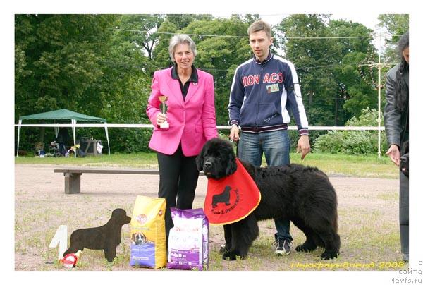 Фото: ньюфаундленд Skippers Open Arms