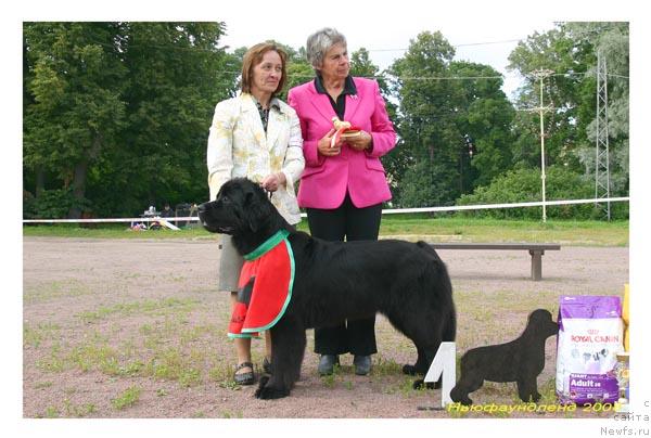 Фото: ньюфаундленд Beguschaya po Volnam Samo Sovershenstvo (Бегущая по Волнам Само Совершенство)