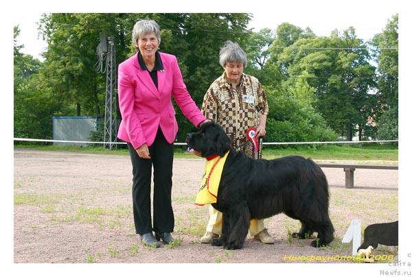 Фото: ньюфаундленд Smigar Iksiya Istoma (Смигар Иксия Истома)