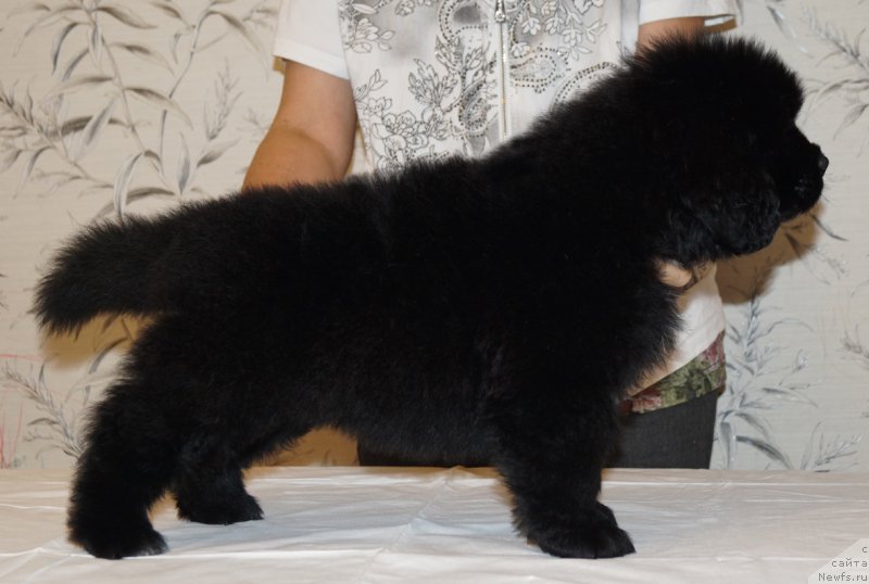 Фото: ньюфаундленд Han Altay iz Plemeni Kedra (Хан Алтай из Племени Кедра)