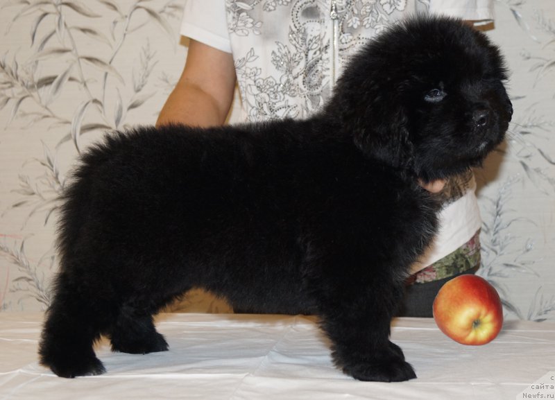 Фото: ньюфаундленд Han Altay iz Plemeni Kedra (Хан Алтай из Племени Кедра)