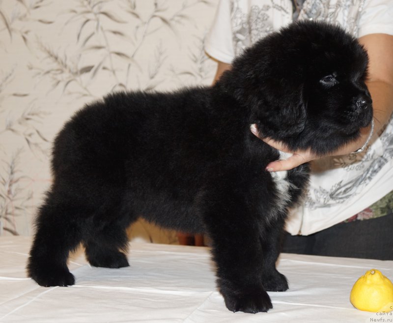 Фото: ньюфаундленд Harding iz Plemeni Kedra (Хардинг из Племени Кедра)