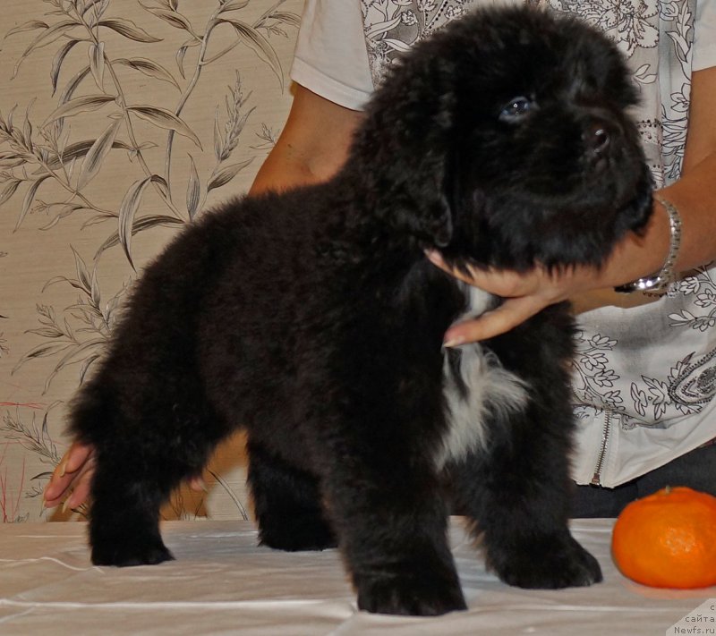 Фото: ньюфаундленд Huffi iz Plemeni Kedra (Хуффи из Племени Кедра)