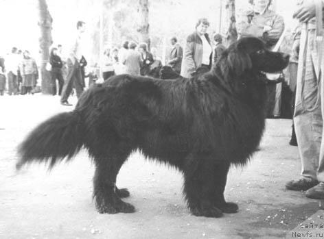 Фото: ньюфаундленд Archibal'd CHerle (Арчибальд Черле)