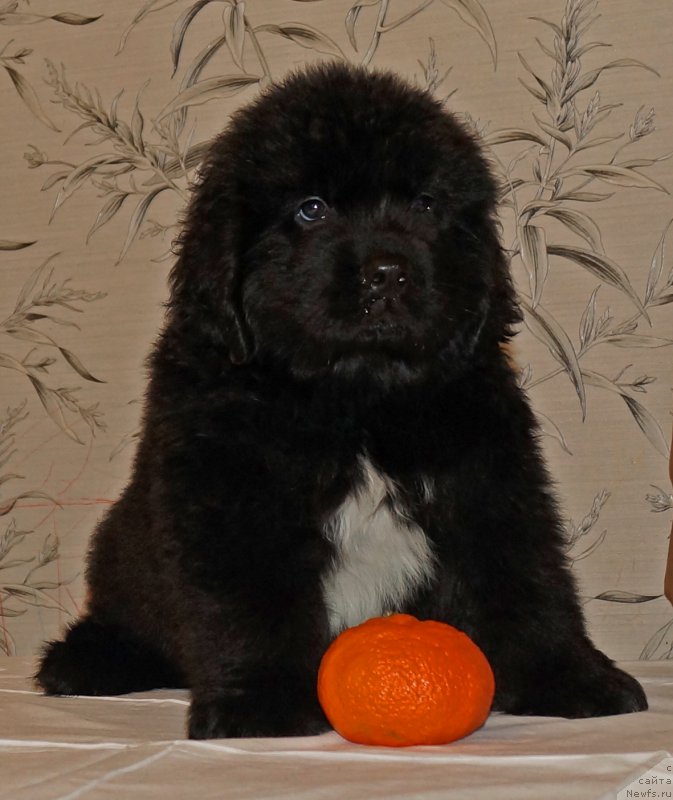 Фото: ньюфаундленд Huffi iz Plemeni Kedra (Хуффи из Племени Кедра)