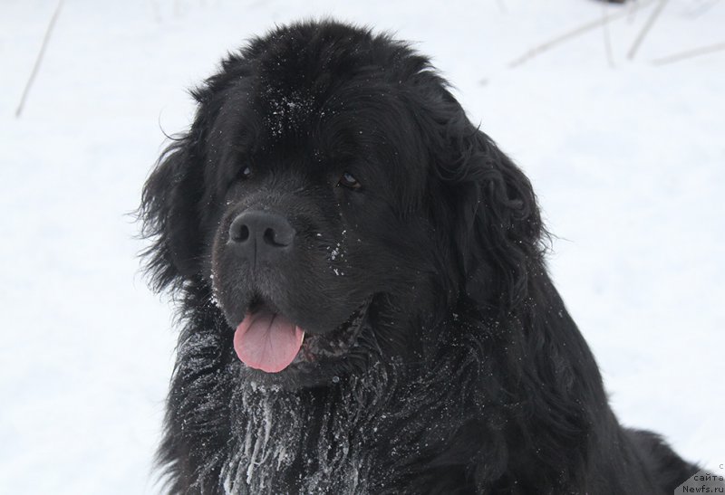 Фотография № 172020