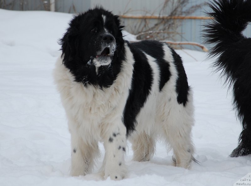 Фотография № 172021