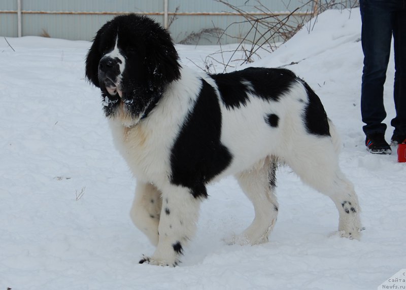 Фотография № 172026