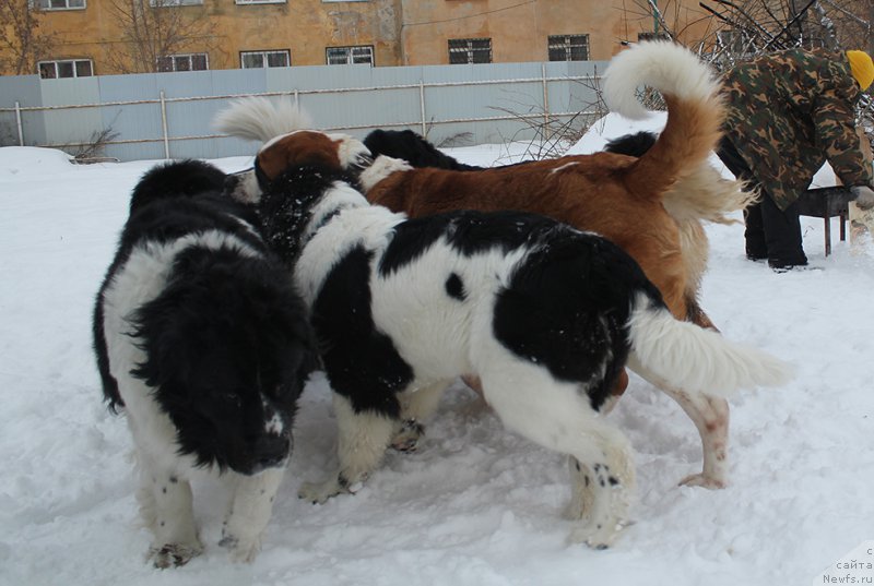 Фотография № 172031