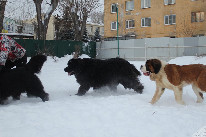 Фото: ньюфаундленд Mag Ispolin Norton Hit (Маг Исполин Нортон Хит)