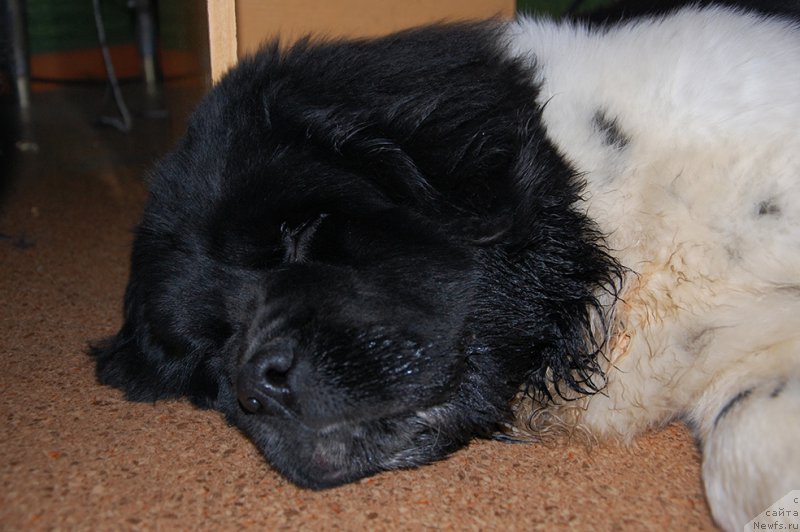 Фотография № 172046