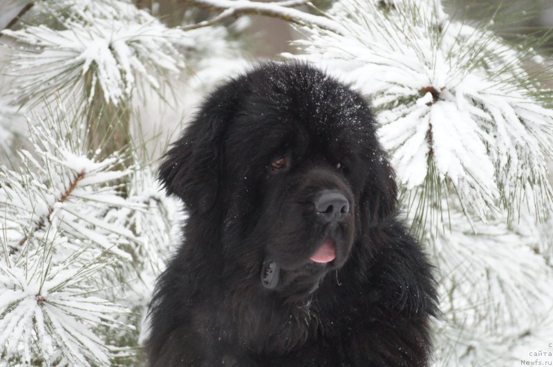 Фото: ньюфаундленд Charuyuschiy Chezario (Чарующий Чезарио)