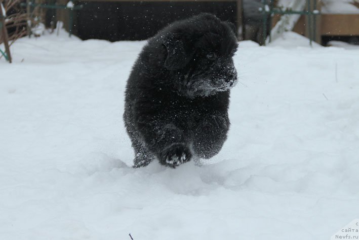 Фото: ньюфаундленд Vpered Zovuschaya s Berega Dona (Вперед Зовущая с Берега Дона)